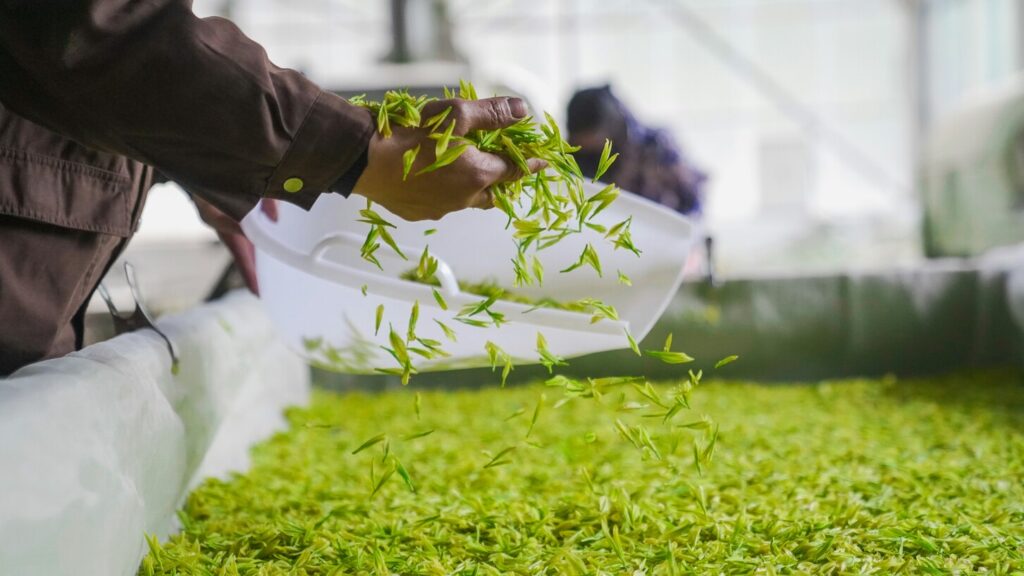 Chinese Tea in SG : High-altitude Chinese tea leaves harvested from misty mountains, rich in aroma and flavour.