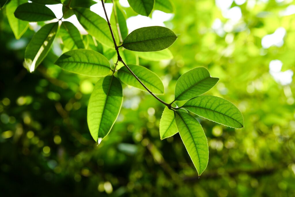 Thai Oolong Tea: Ancient leaves carrying centuries of tradition in every fold.