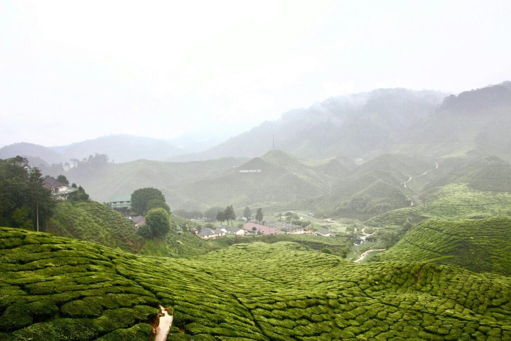 The image depicts ancient tea trees on misty mountain slopes in Yunnan Province, with workers carefully harvesting tea leaves. This serene scene highlights the traditional cultivation of pu erh tea in a humid environment, showcasing the connection between nature and the fermentation process of this unique beverage.