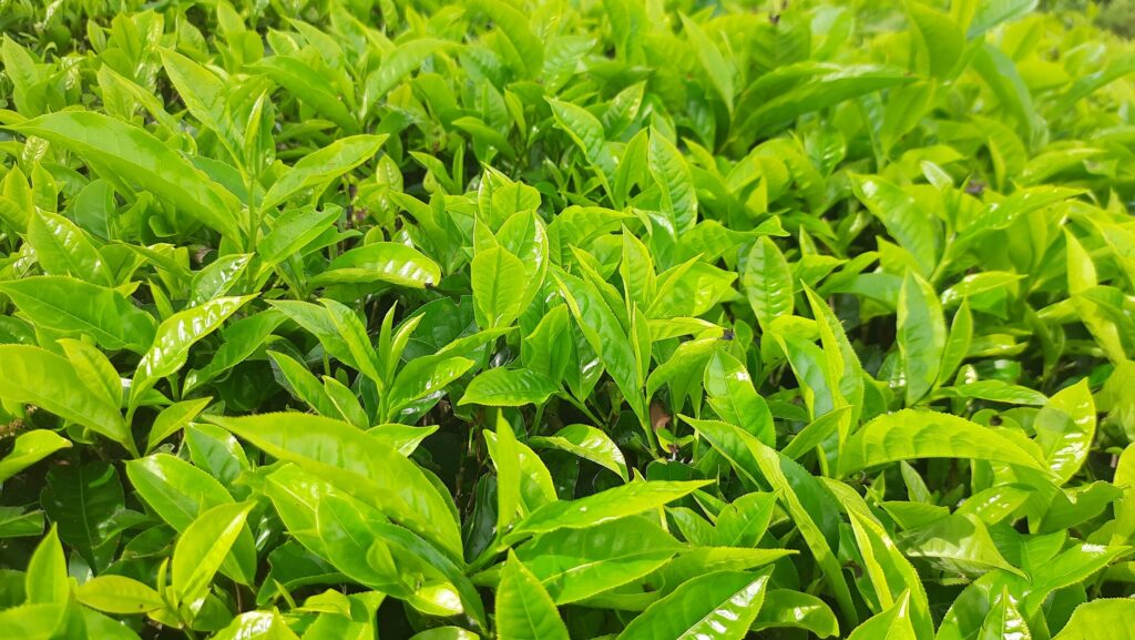 A close-up view showcases fresh green tea leaves from the Camellia sinensis plant, glistening with morning dew. These vibrant leaves highlight the natural beauty of green tea, known for its many health benefits and rich antioxidant properties.