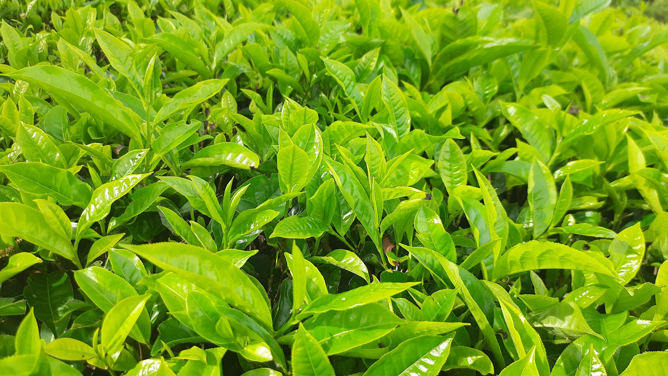 A close-up view showcases fresh green tea leaves from the Camellia sinensis plant, glistening with morning dew. These vibrant leaves highlight the natural beauty of green tea, known for its many health benefits and rich antioxidant properties.