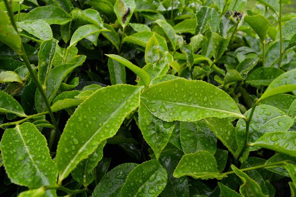 A close-up view of vibrant green tea leaves reveals their delicate structure, showcasing the rich color and texture that are characteristic of premium green tea. These leaves, from the camellia sinensis plant, are known for their potential health benefits, including antioxidant properties and support for cardiovascular health.