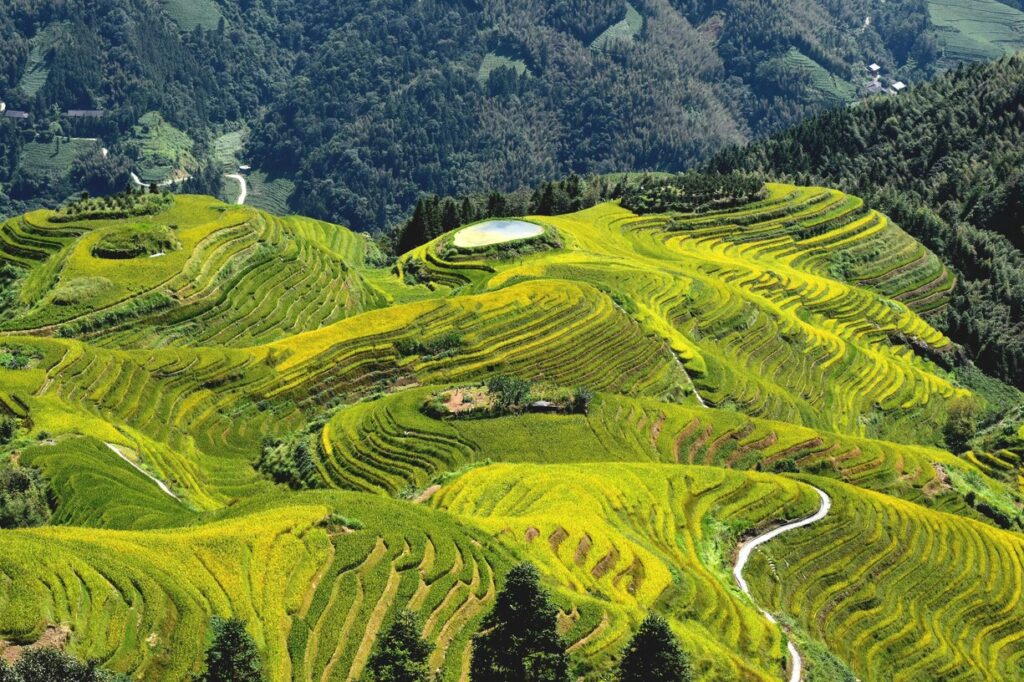The image depicts ancient Chinese tea terraces carved into mountainsides, showing traditional farming methods used to grow green tea leaves. The green landscape highlights the long history and health benefits of green tea consumption.