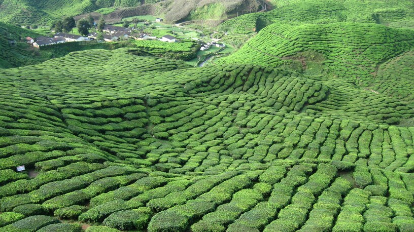 The image showcases a serene mountain landscape filled with lush green tea plantations, where traditional cultivation methods are visibly employed. In the background, misty peaks rise, creating a tranquil atmosphere that highlights the beauty of green tea leaves thriving in their natural environment.