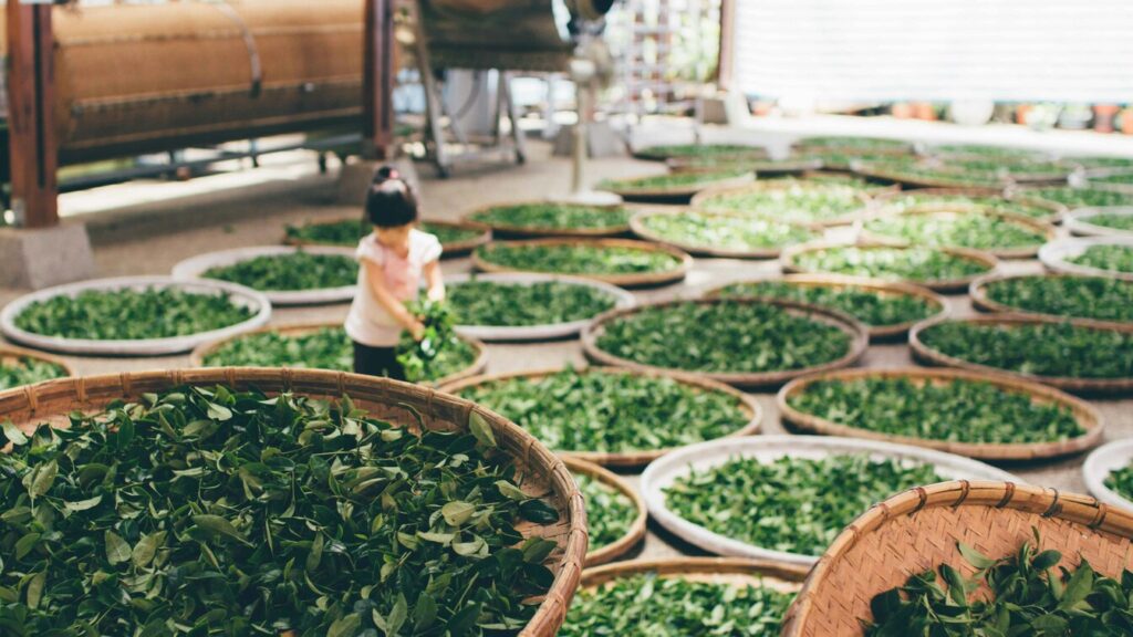 Chinese Tea in SG : Freshly plucked spring tea leaves symbolising the prized first flush harvest.