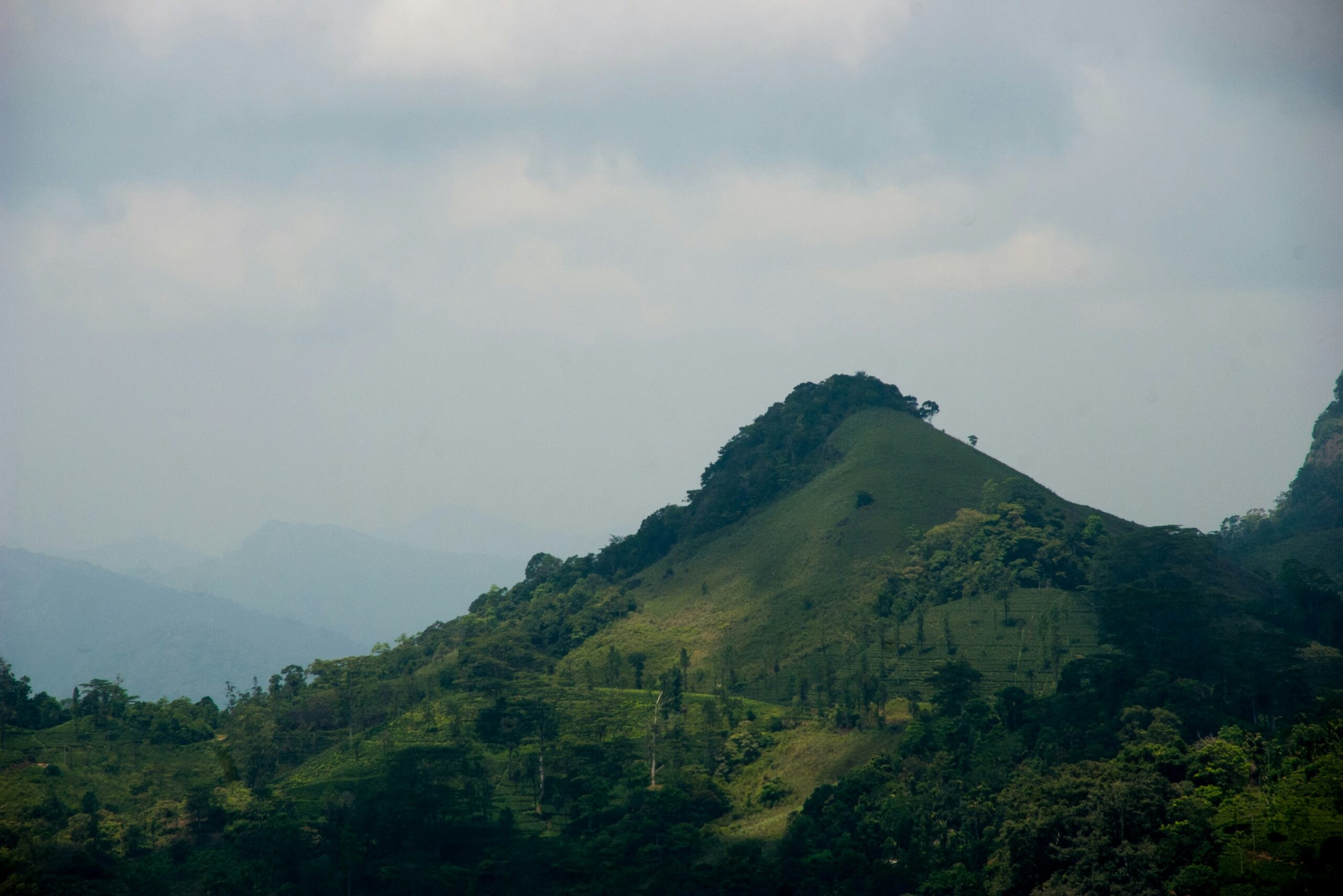 Thai Oolong Tea : Misty dawn over Bulang Mountain, where ancient tea trees awaken with earthy fragrance.