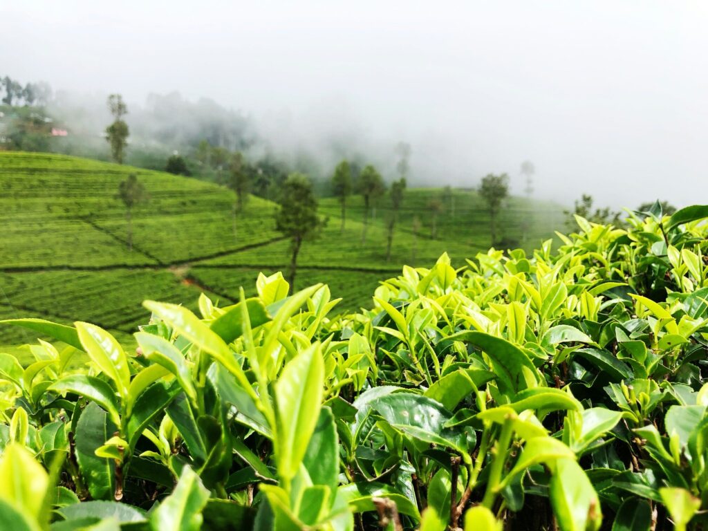 In the early morning light, tea workers are hand-picking vibrant green tea leaves from terraced mountain gardens, showcasing the meticulous process of harvesting the camellia sinensis plant. The serene landscape highlights the connection between nature and the health benefits associated with drinking green tea.
