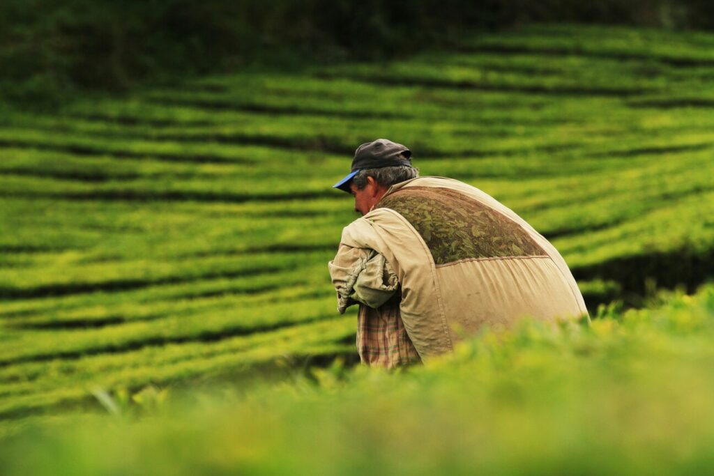 A man standing in a lush tea field, surrounded by rows of tea plants under gentle morning light.