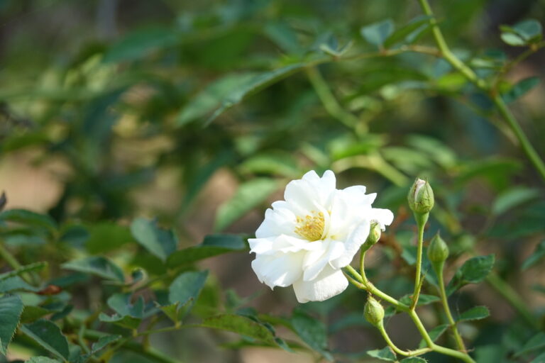 A delicate camellia flower resting gracefully, representing the natural origin and purity of premium white tea.