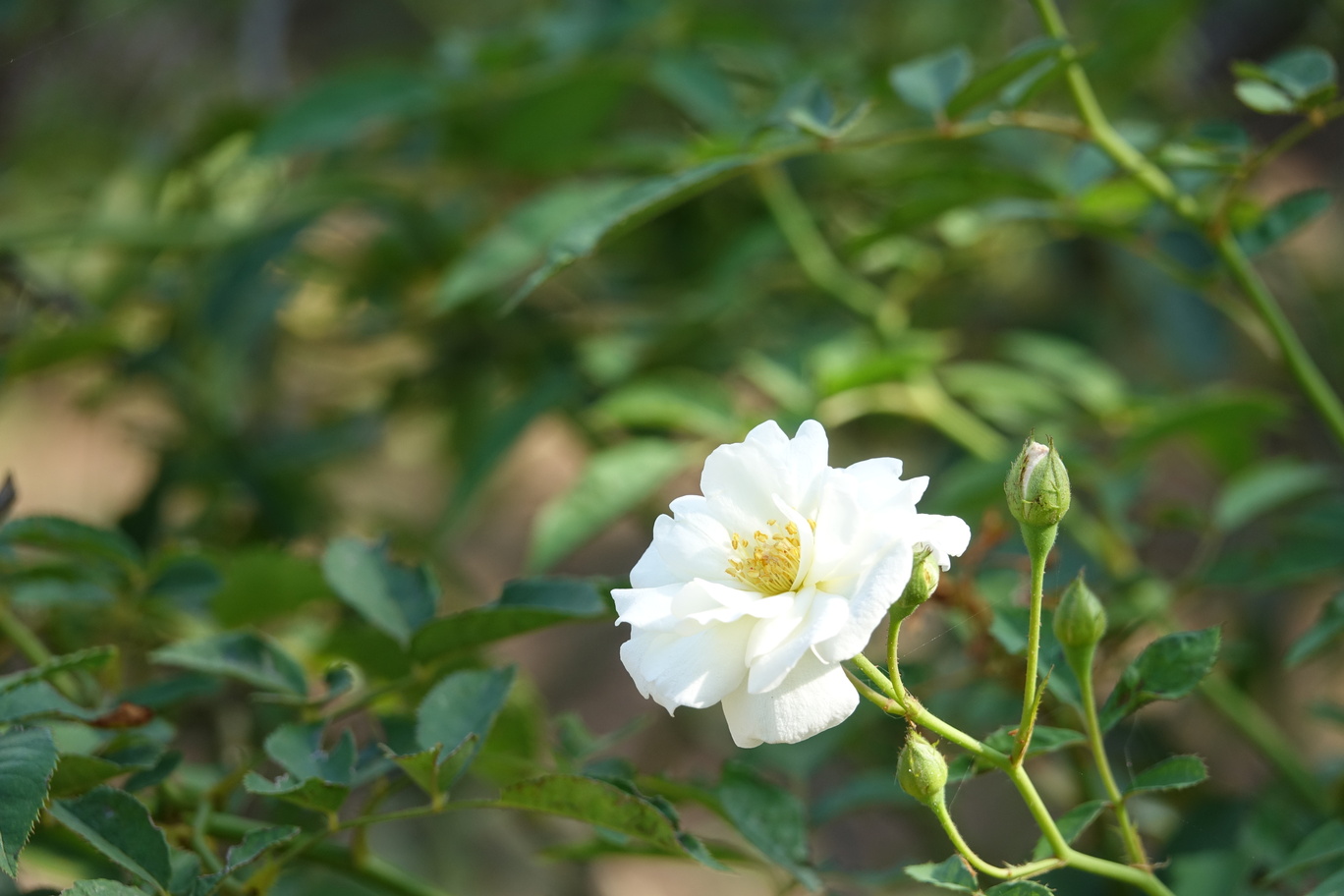 A delicate camellia flower resting gracefully, representing the natural origin and purity of premium white tea.