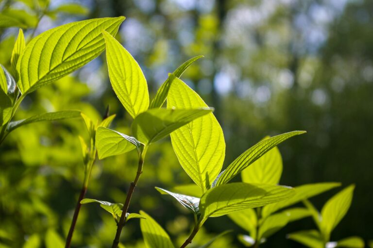 A close-up image showcases premium green tea leaves, characterized by their whole, uniform shape and visible tips, emphasizing their quality and freshness. This detailed view highlights the elegance of tea, perfect for enhancing your selection of fine tea items.