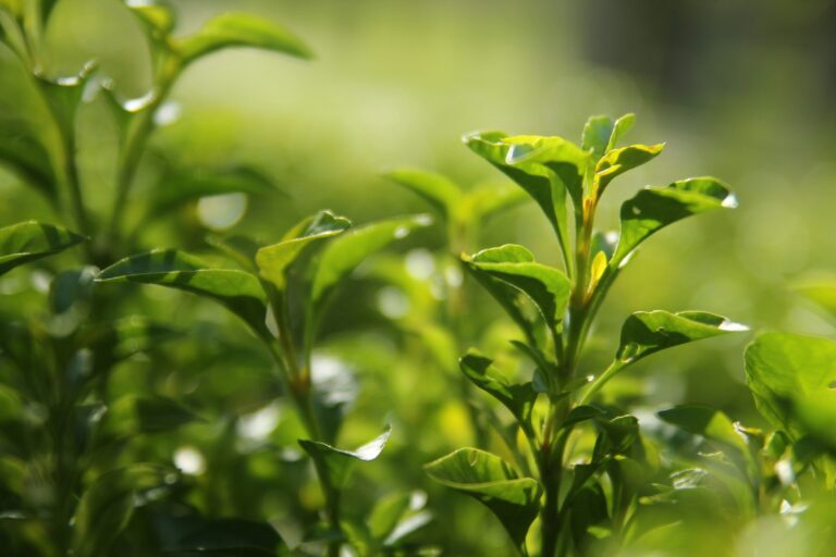 Fresh green tea leaves in close-up detail, highlighting their natural texture and the origin of green tea’s clean, delicate flavour.