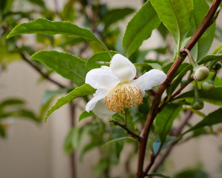 A close-up view of the Camellia sinensis tea plant, showing vibrant green leaves growing naturally in a tea garden, the original source of all true tea varieties.