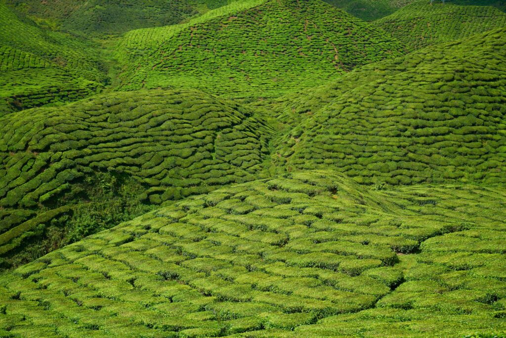 Lush green tea fields stretching across rolling hills, showcasing the natural origin and careful cultivation of premium tea leaves.