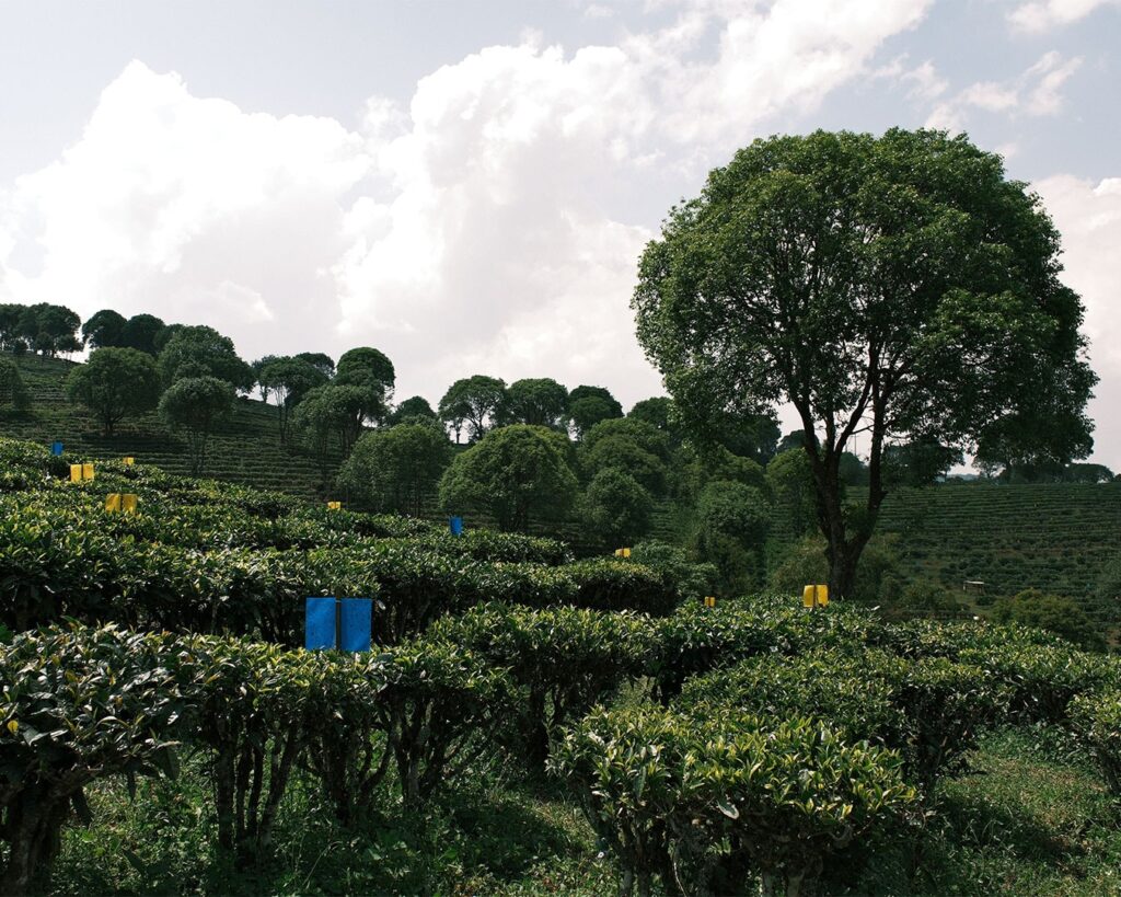 A mountain in China where tea is cultivated, showing layered green terraces that reflect the harmony between nature and tea heritage.