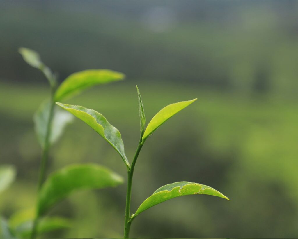 A fresh green tea leaf displayed in close-up, showing its natural veins and vibrant colour, symbolising purity, freshness, and the origin of brewed tea.