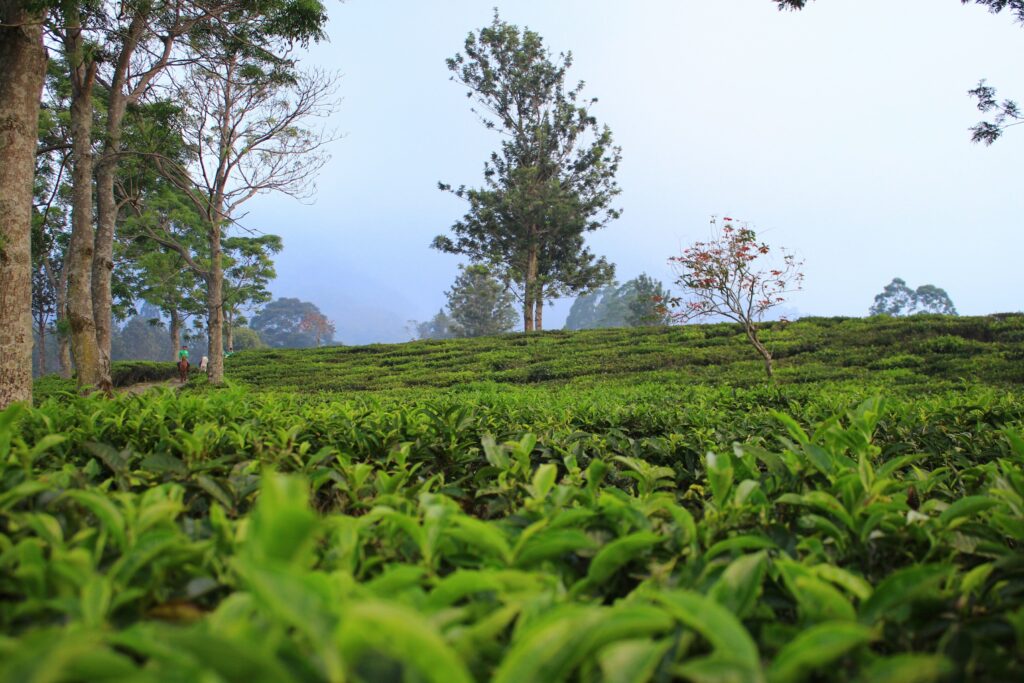 A misty tea plantation sprawls across the mountain slopes, with workers carefully hand-picking vibrant green tea leaves. This serene landscape captures the essence of premium teas, inviting tea lovers to discover the art of tea cultivation.