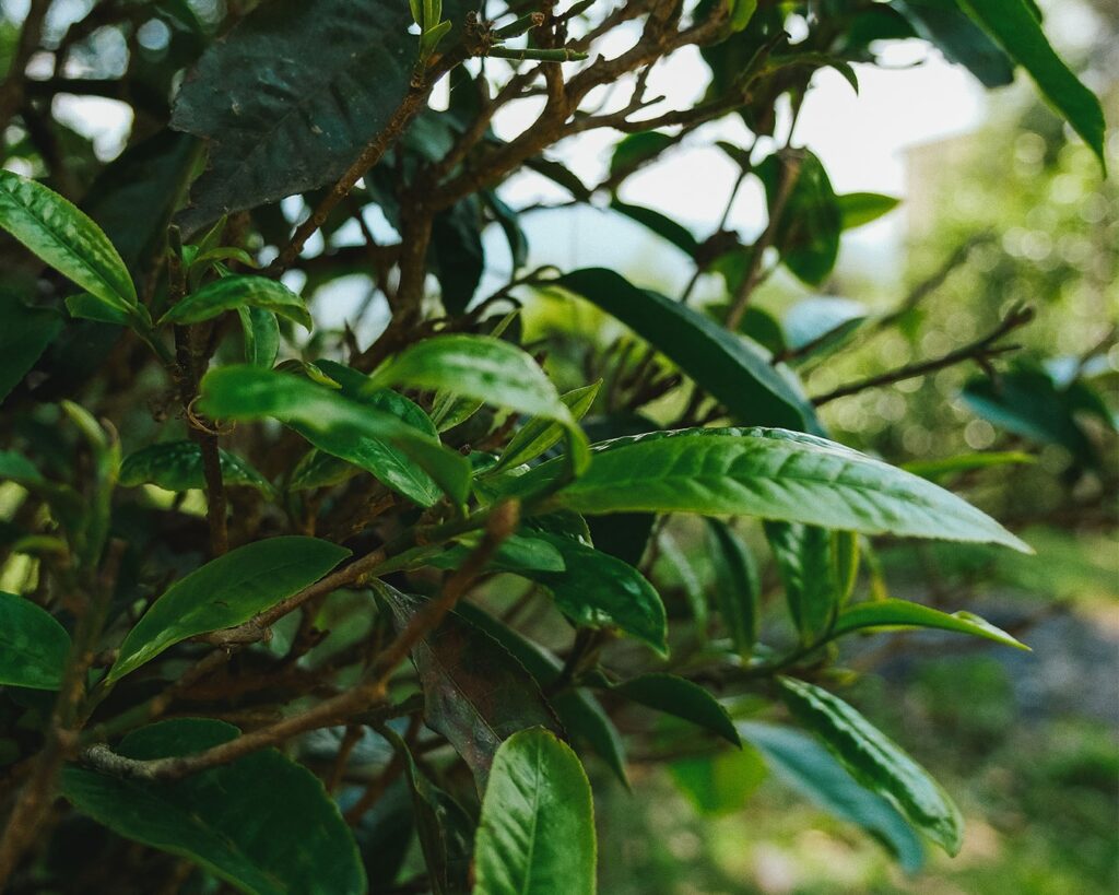 An ancient tea tree with thick, weathered branches, representing centuries of tea-growing tradition and the deep roots of Chinese tea culture.