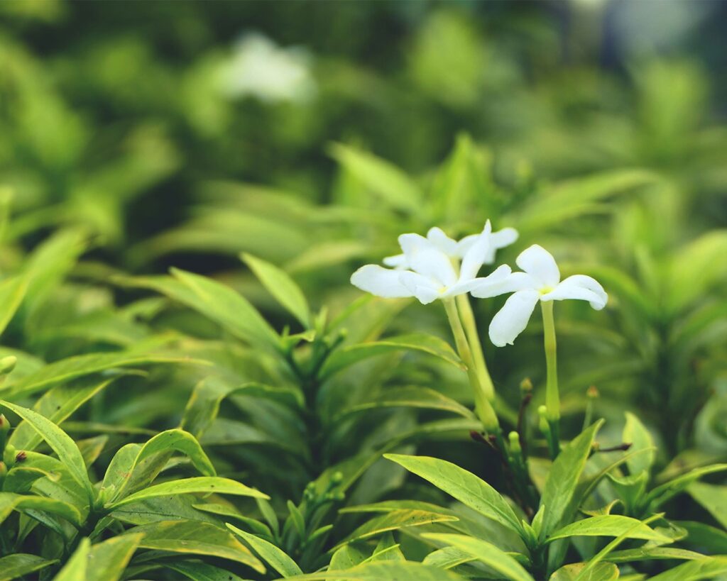 Tea leaves infused with fresh jasmine blossoms, absorbing their natural fragrance to create a floral, aromatic drinking experience.