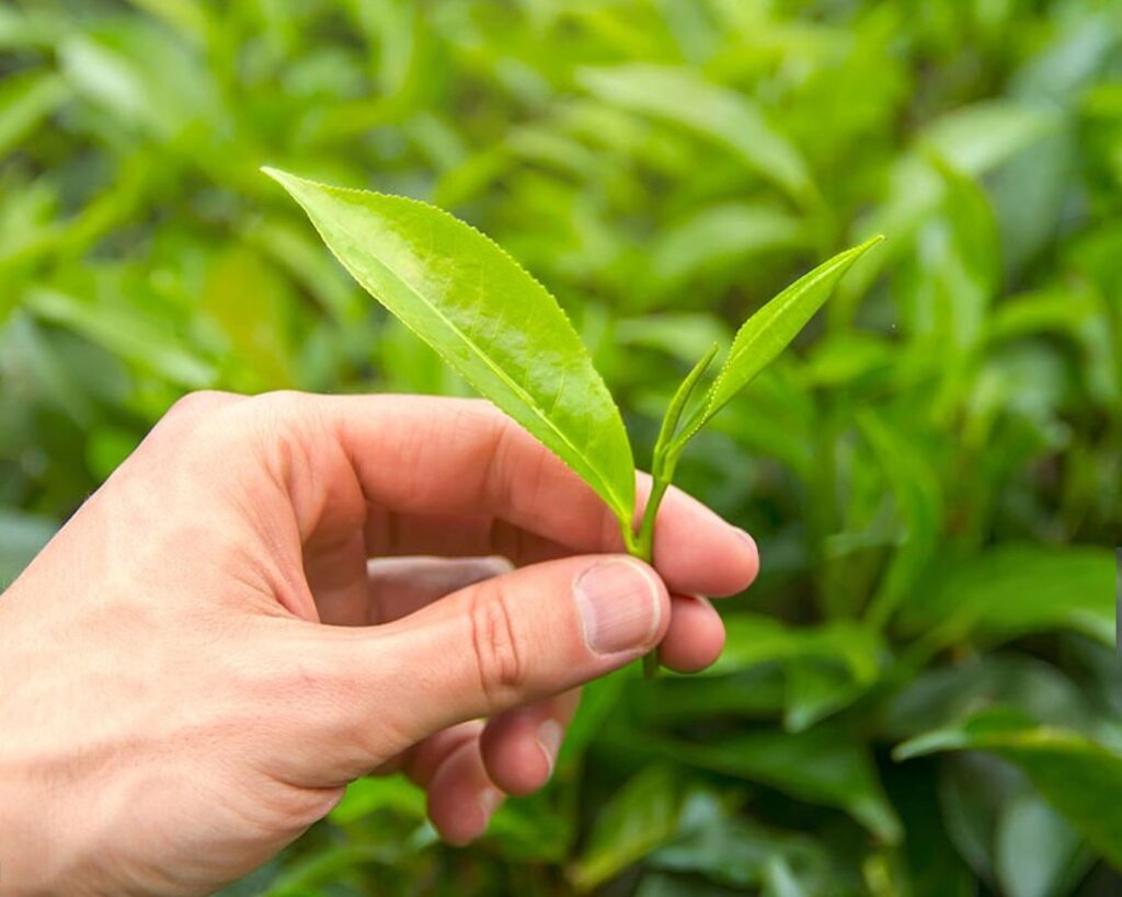 A hand gently picking Longjing tea leaves from the tea plant, illustrating the traditional harvesting method that ensures only young and tender leaves are selected.
