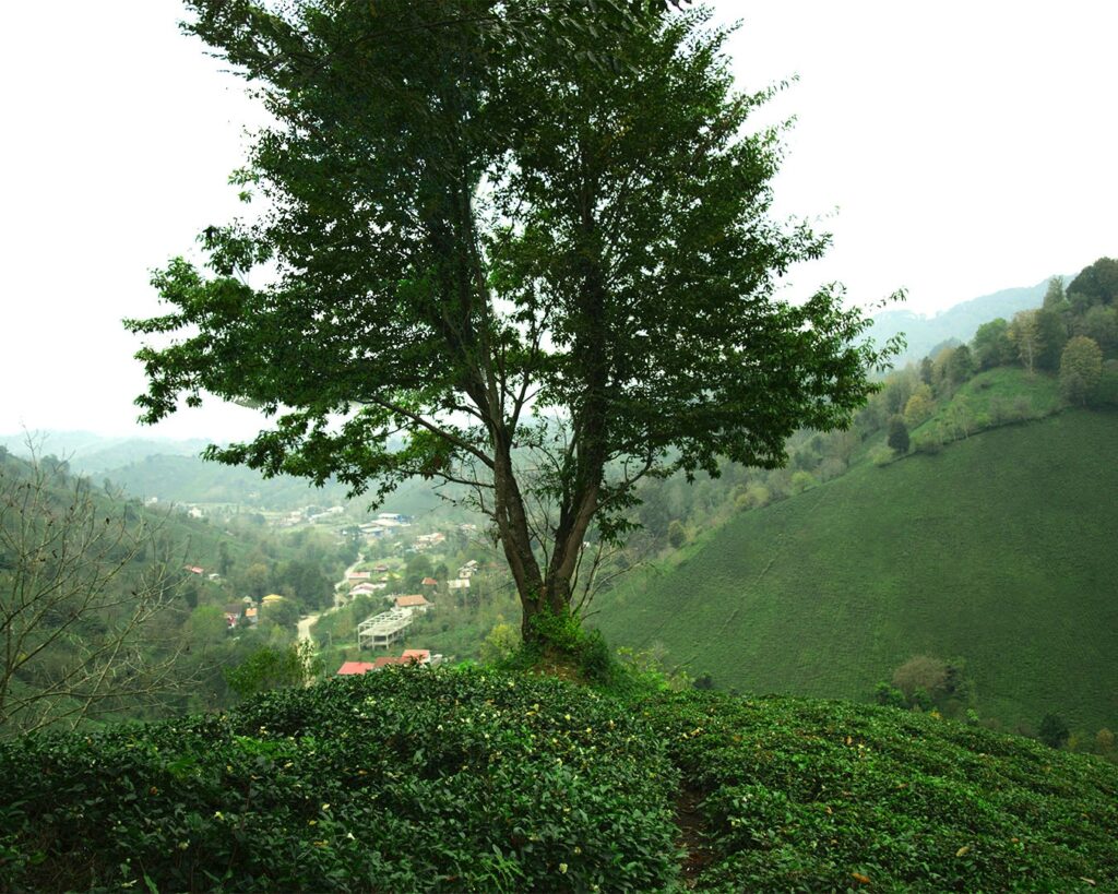 Tall wild tea trees growing in misty mountain terrain, symbolising the natural origins of traditional Chinese tea.