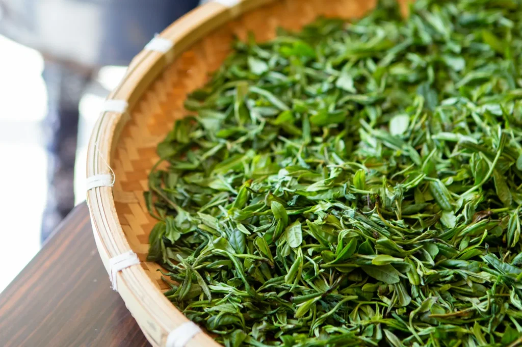 A bamboo tray filled with fresh green tea leaves is set on a wooden table. The vibrant leaves convey a sense of freshness and natural abundance.