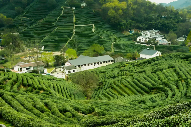 Aerial view of lush green tea plantations on rolling hills, with orderly rows of tea bushes. Nestled among them are small white houses, exuding tranquility.