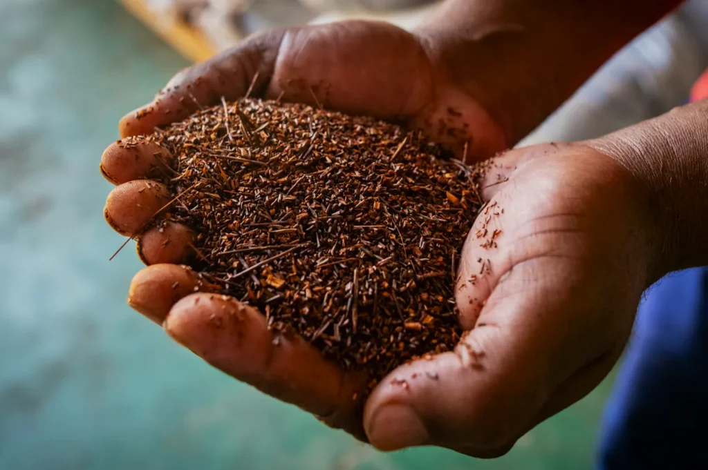 Hands holding a pile of loose rooibos tea leaves. The tea is reddish-brown, with small twigs and fine particles. The background is softly blurred.