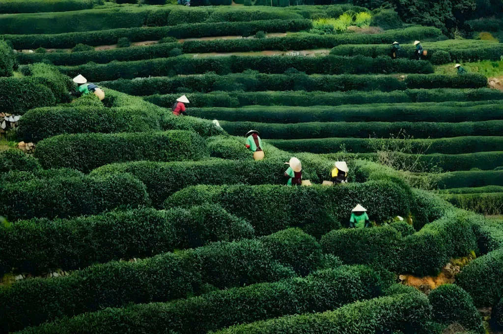Workers in conical hats harvest tea leaves in lush, terraced fields. The green rows create a pattern, evoking a peaceful, industrious scene.