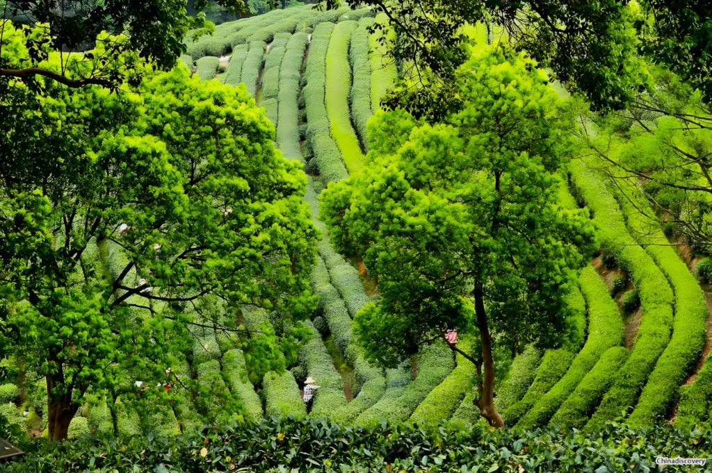 Lush green tea plantations with neatly arranged, curving rows create a serene and peaceful landscape, framed by vibrant trees in the foreground.
