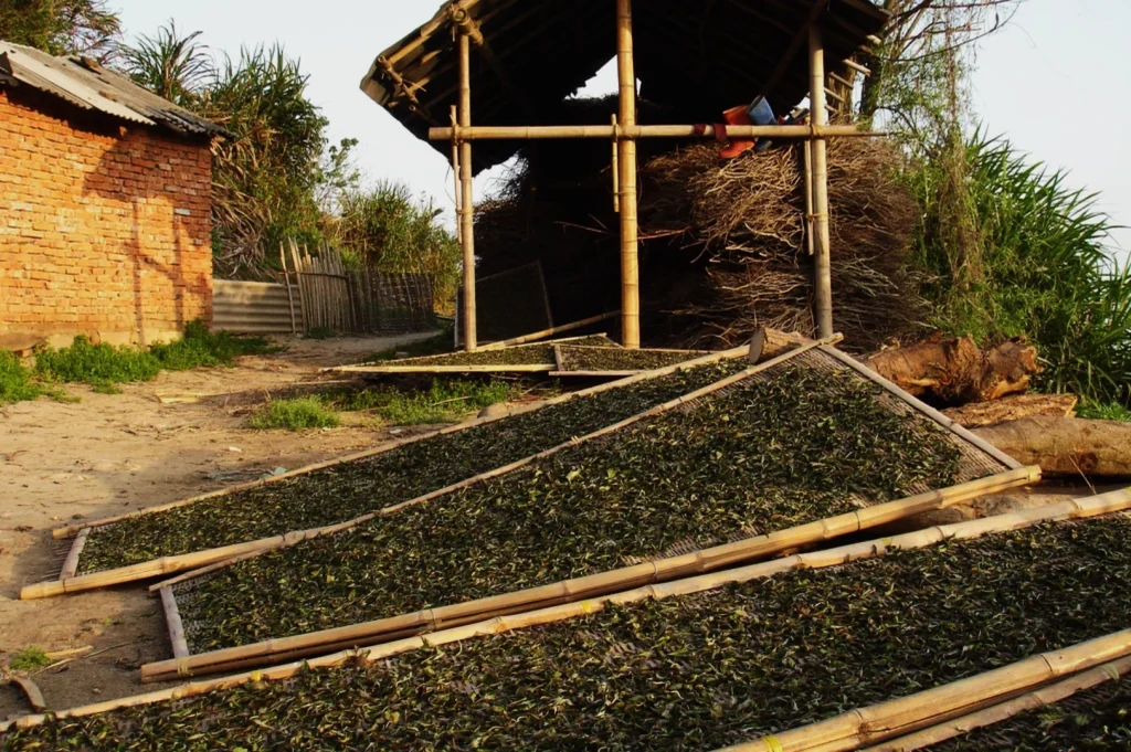Drying lemongrass leaves on bamboo racks under a rustic thatched shelter, near a brick building. Scene conveys a rural, agricultural setting.