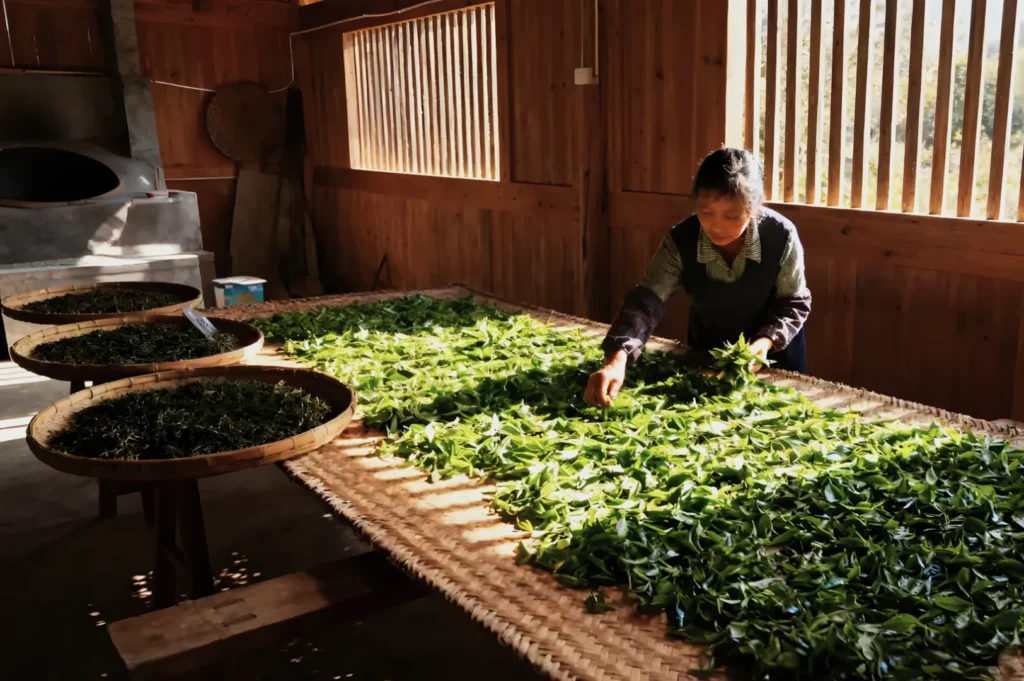 A woman sorts fresh green tea leaves on a large woven tray in a sunlit wooden room, conveying a sense of tradition and craftsmanship.