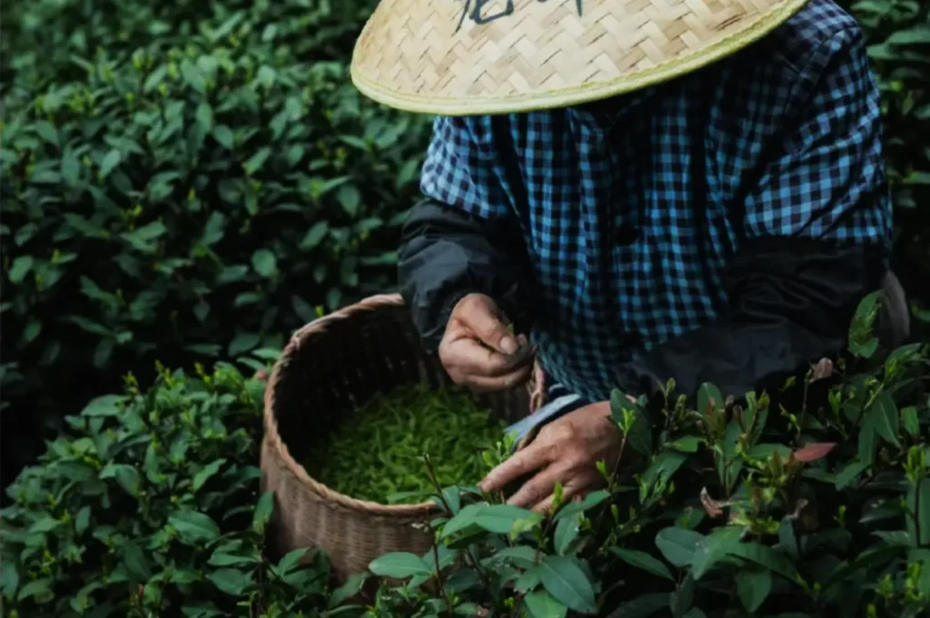 A person wearing a woven hat and checkered shirt picks tea leaves in a lush green tea plantation, placing them into a woven basket, conveying tranquility.