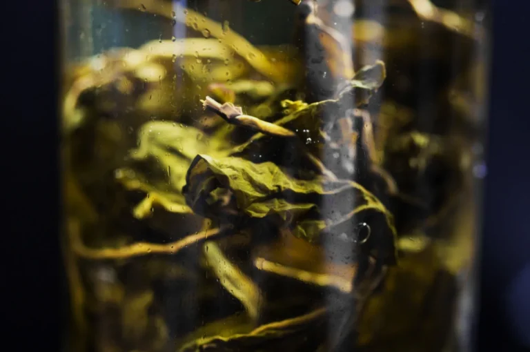 Dried leaves submerged in water, creating a visually textured and organic appearance.