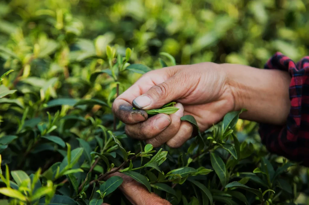 A person's hand holding a green leaf amidst lush green foliage.