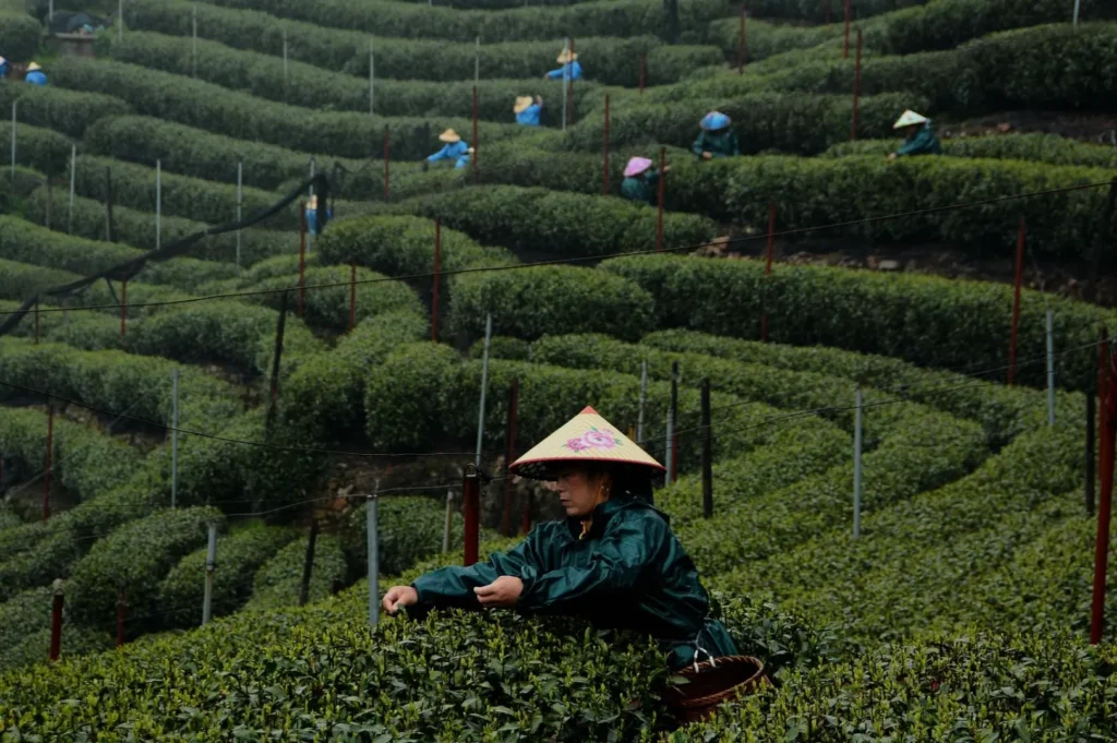 A tea plantation with rows of green bushes and workers in conical hats harvesting tea leaves.