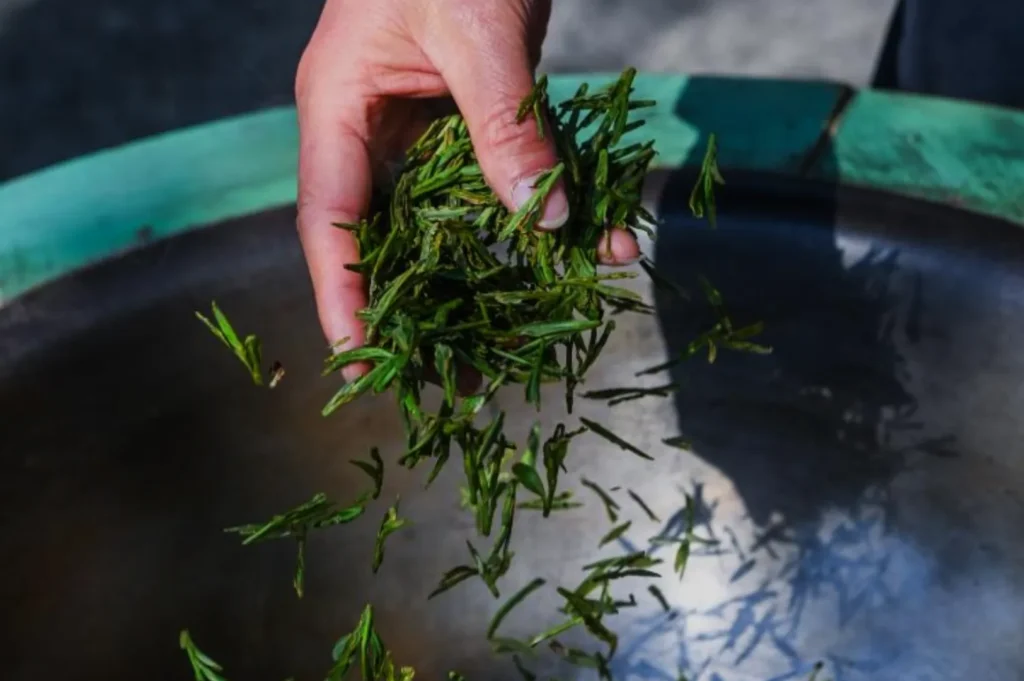 A hand holding freshly picked green tea leaves above a metallic bowl.
