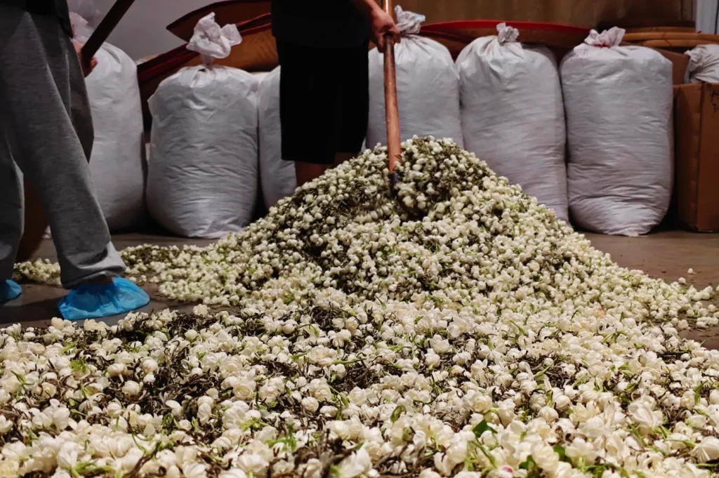 Workers use a wooden pole to move a mound of small white flowers across the floor, with large filled sacks behind them in a busy harvest scene.