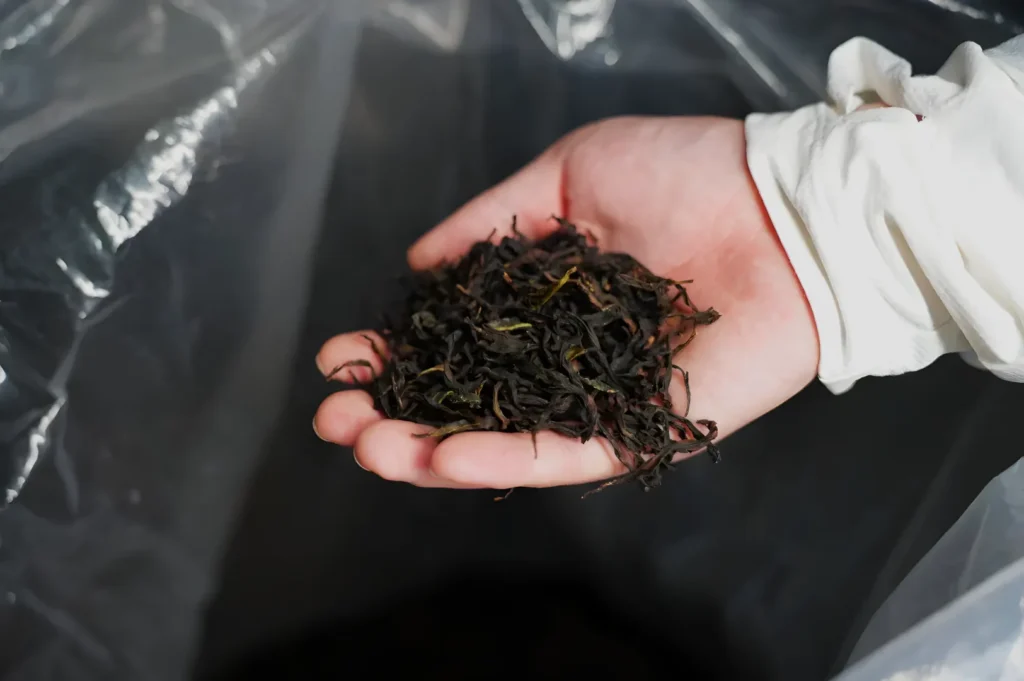 A hand in a white sleeve holds a small mound of dark, twisted dried tea leaves over a black plastic-lined surface, evoking careful handling.