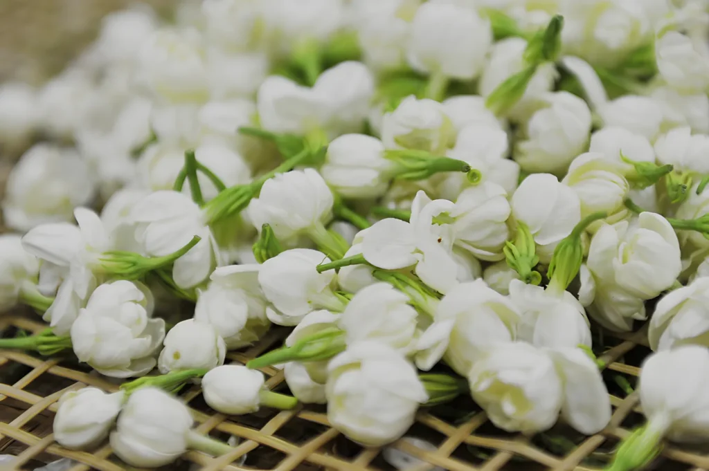 A close-up of fresh white jasmine blossoms with green stems spread across a woven bamboo tray, creating a soft, serene floral scene.