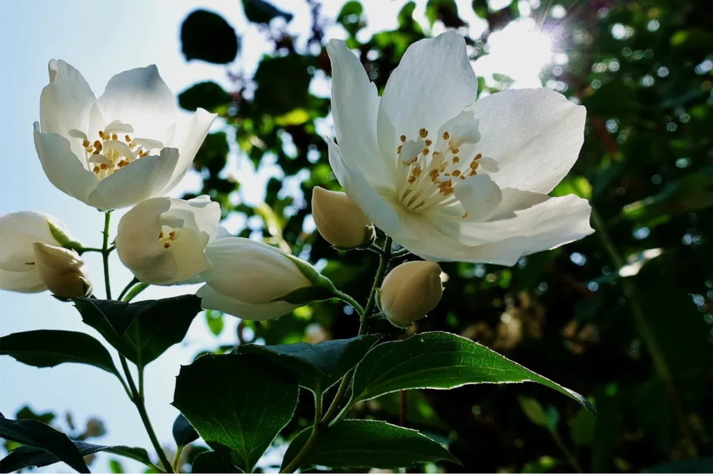Two large white blossoms and unopened buds glow in dappled sunlight above glossy green leaves, creating a fresh, serene garden scene.